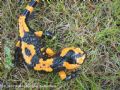 Salamandra salamandra bejarae